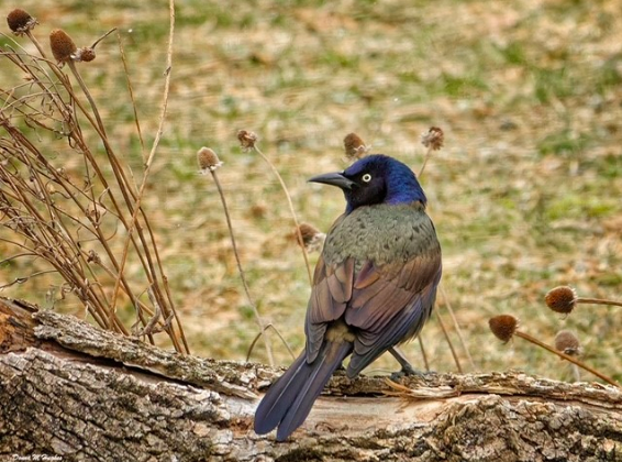 bird2